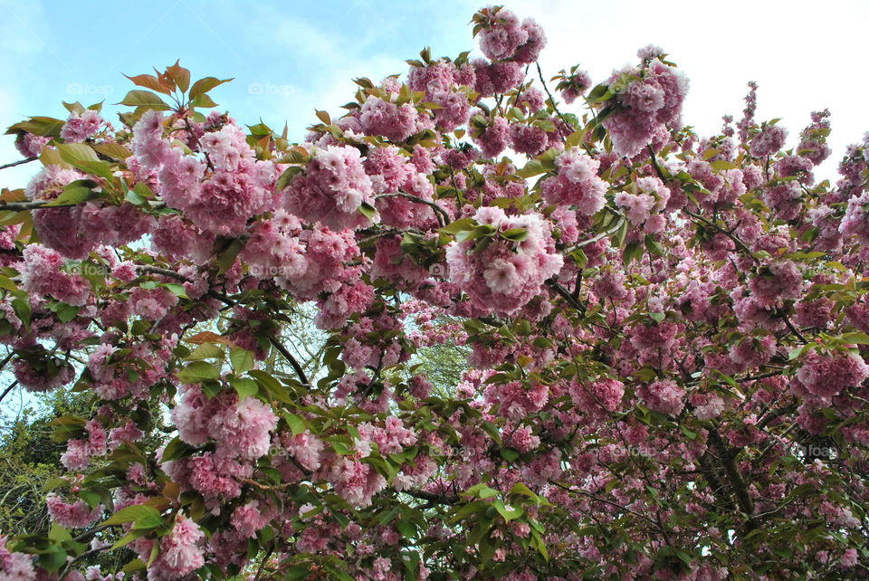 A blooming tree in Washington State, USA