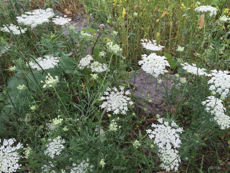 Queen Anne's Lace, Niagara Falls State Park NY