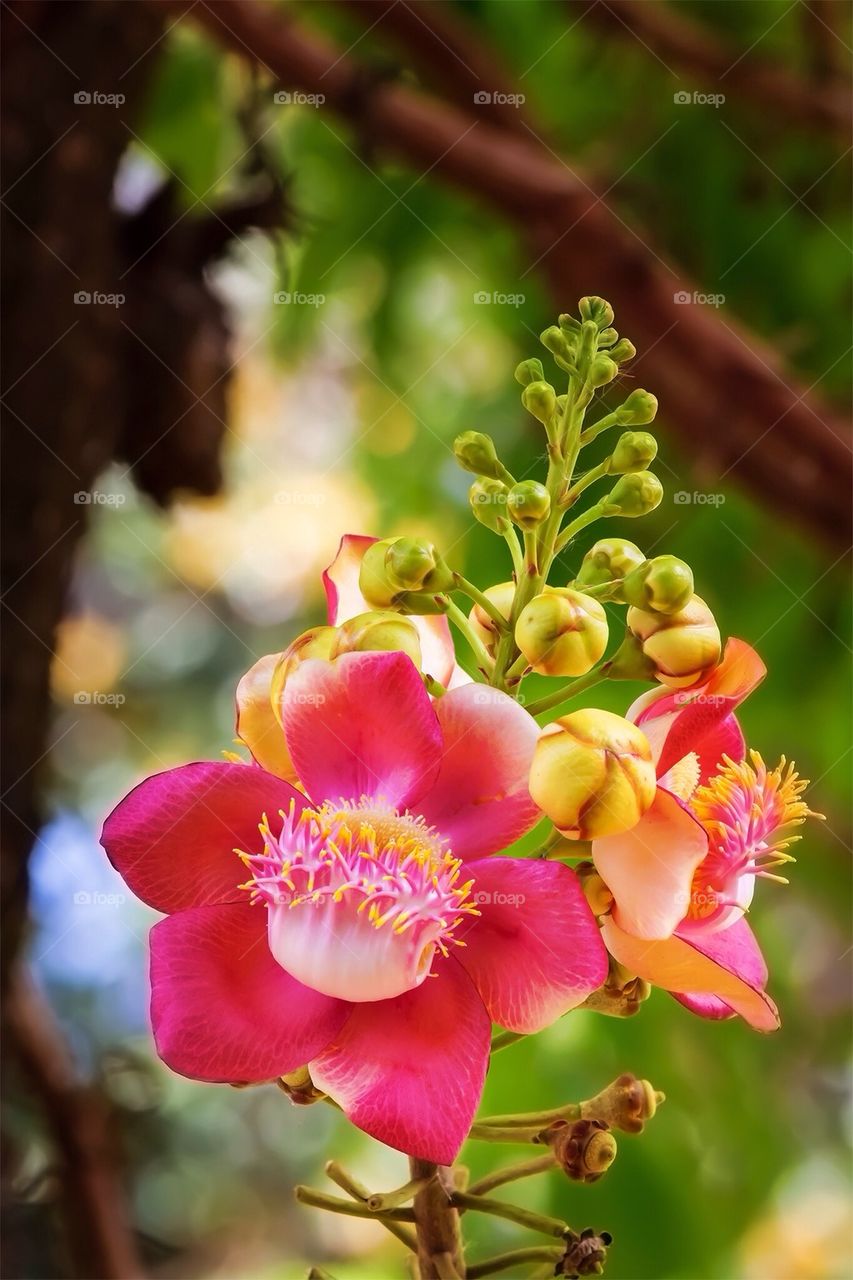 Cannonball flower