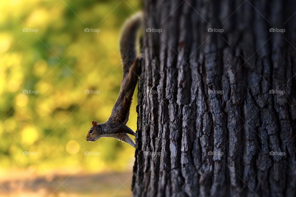 Squirrel in a tree