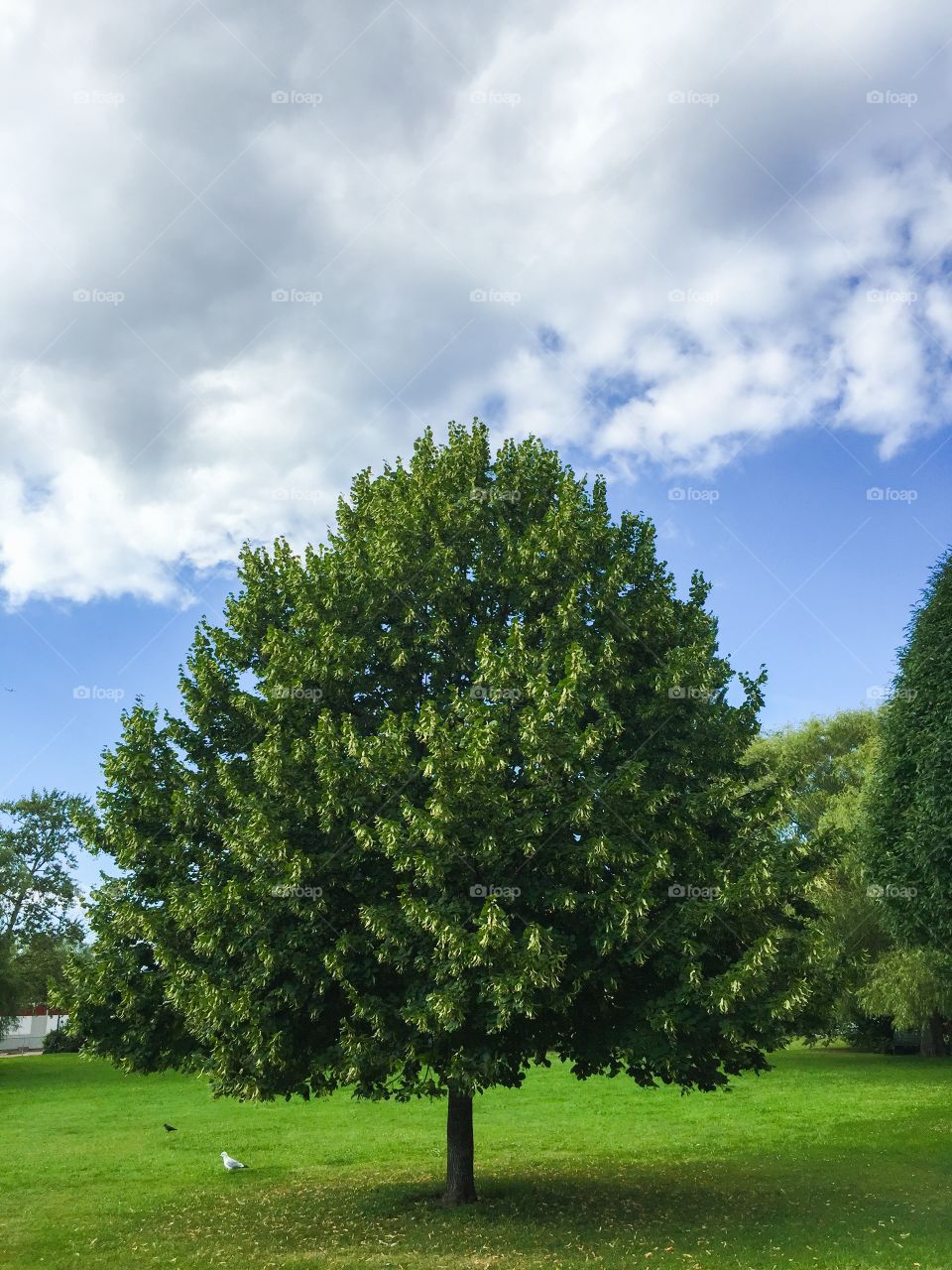 The perfect tree in Malmö