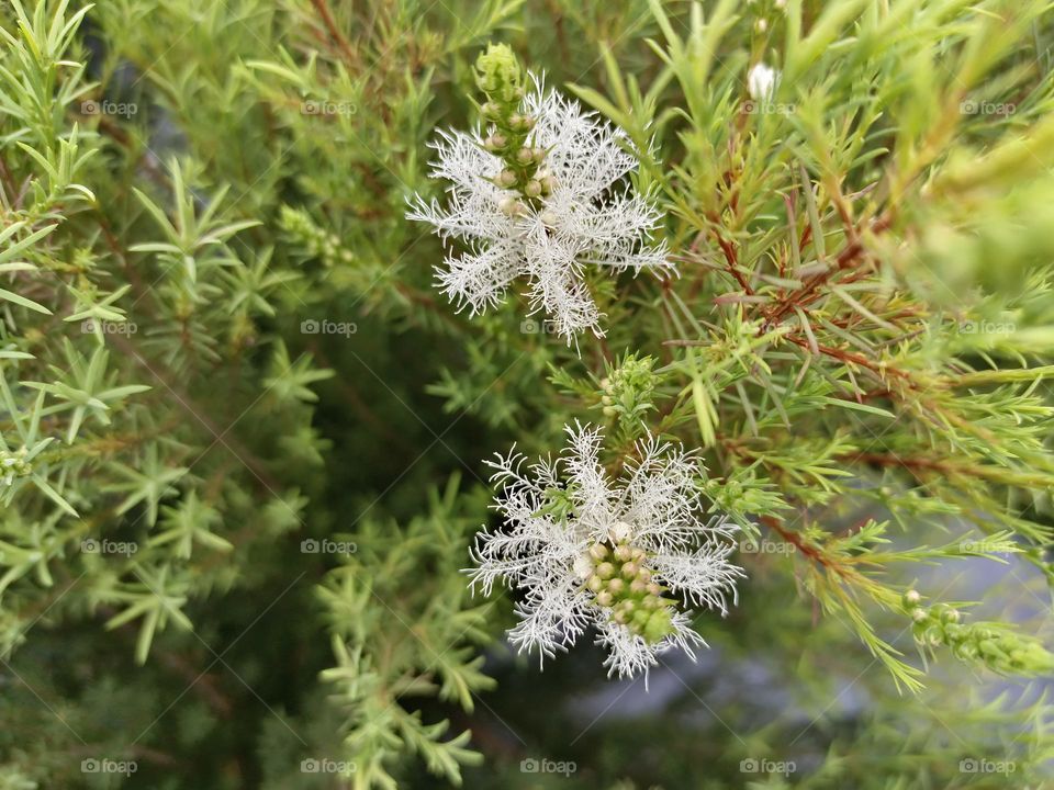 The tea tree blossom