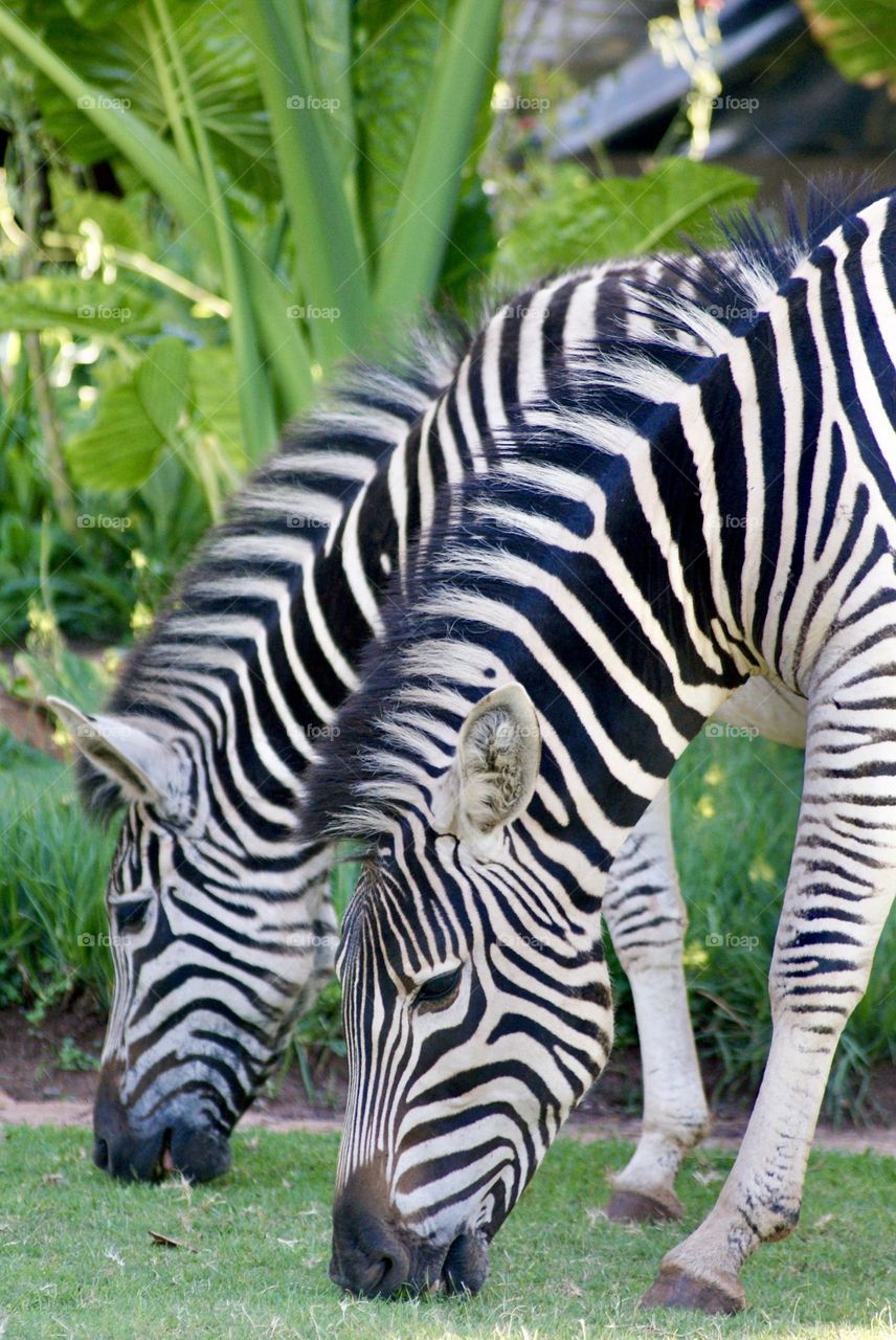 A pair of zebras eating grass in Zimbabwe 