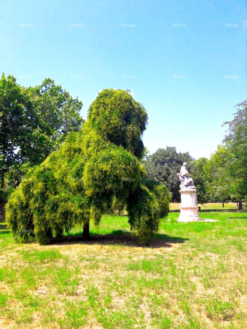 tree and pope