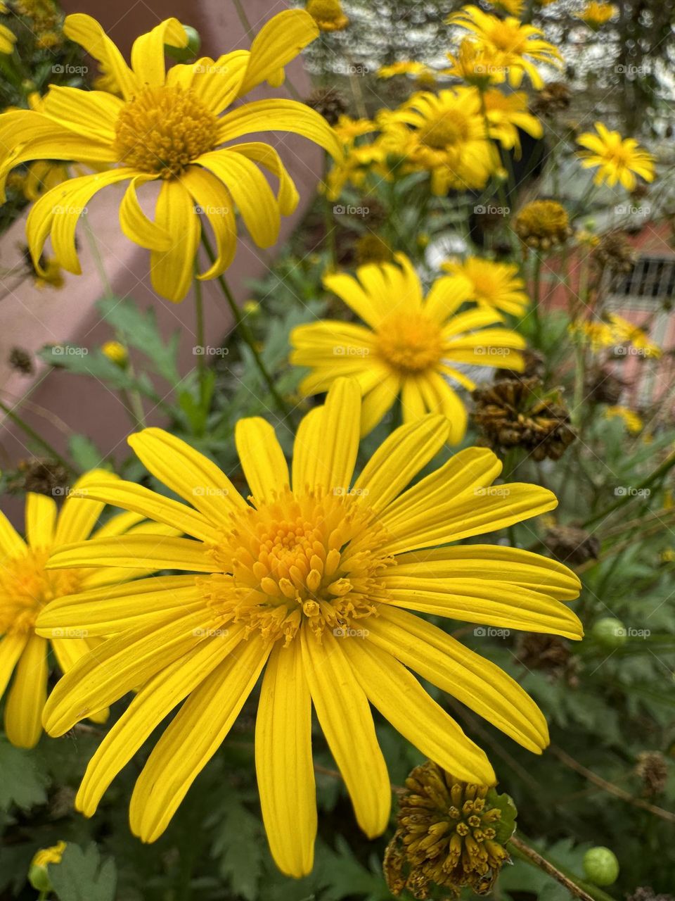 A yellow flower in the garden.