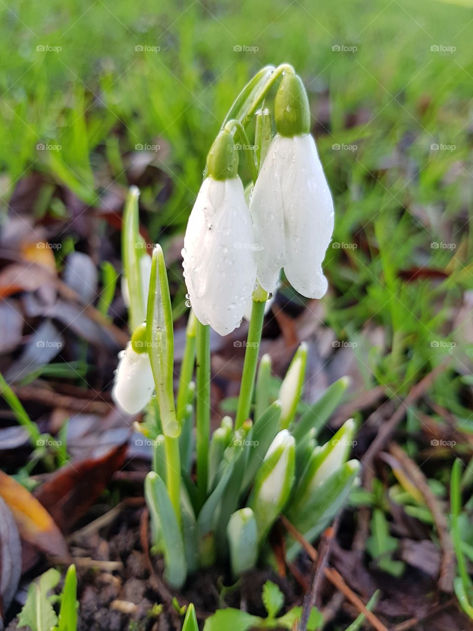 snow drops