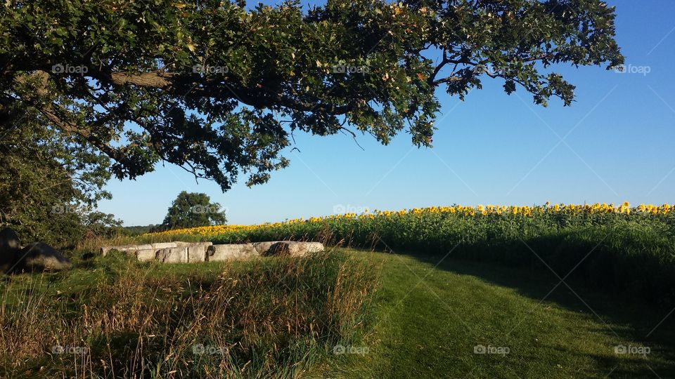 Sunflower Field. Pope Farm, Middleton WI
