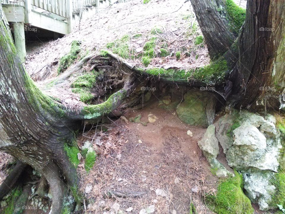 sideways. trees  growing from a hillside