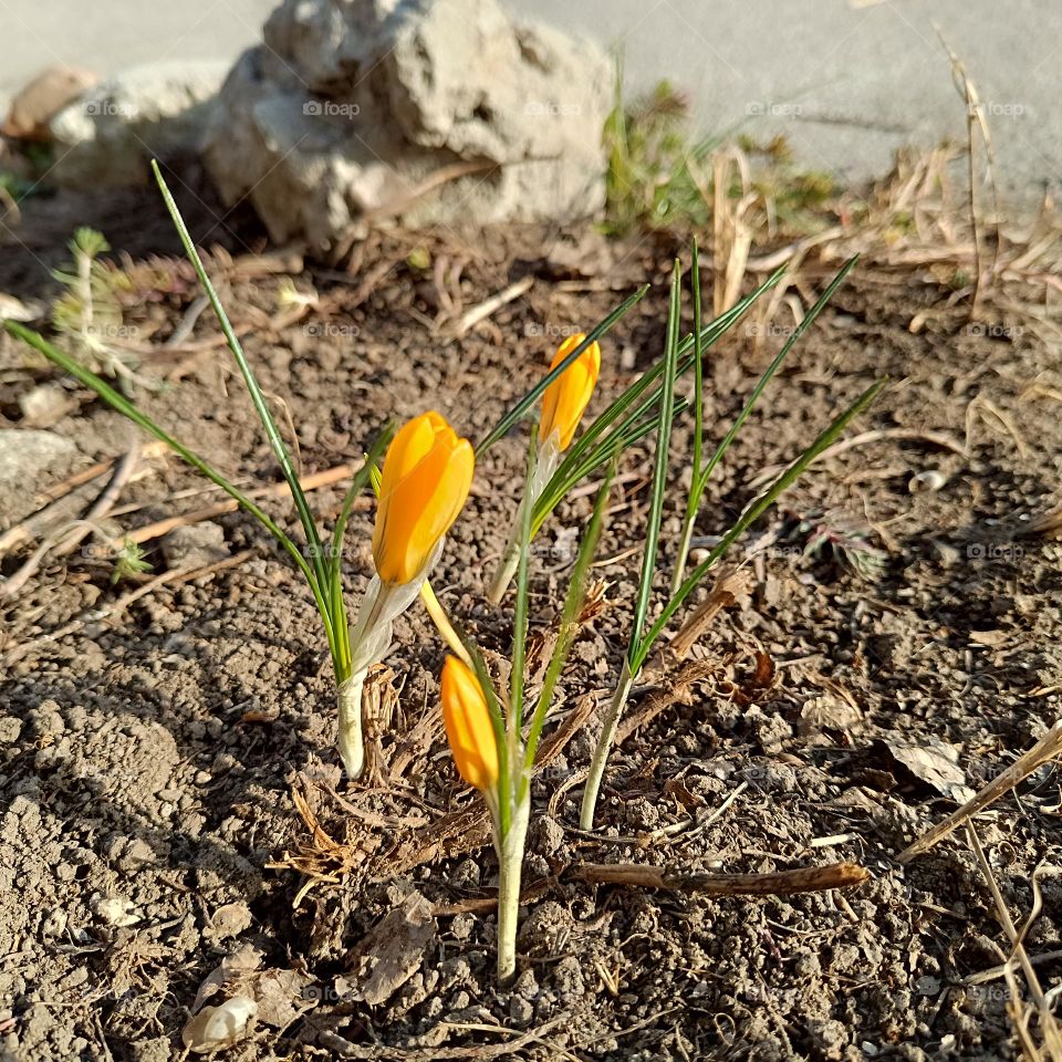 yellow crocuses
