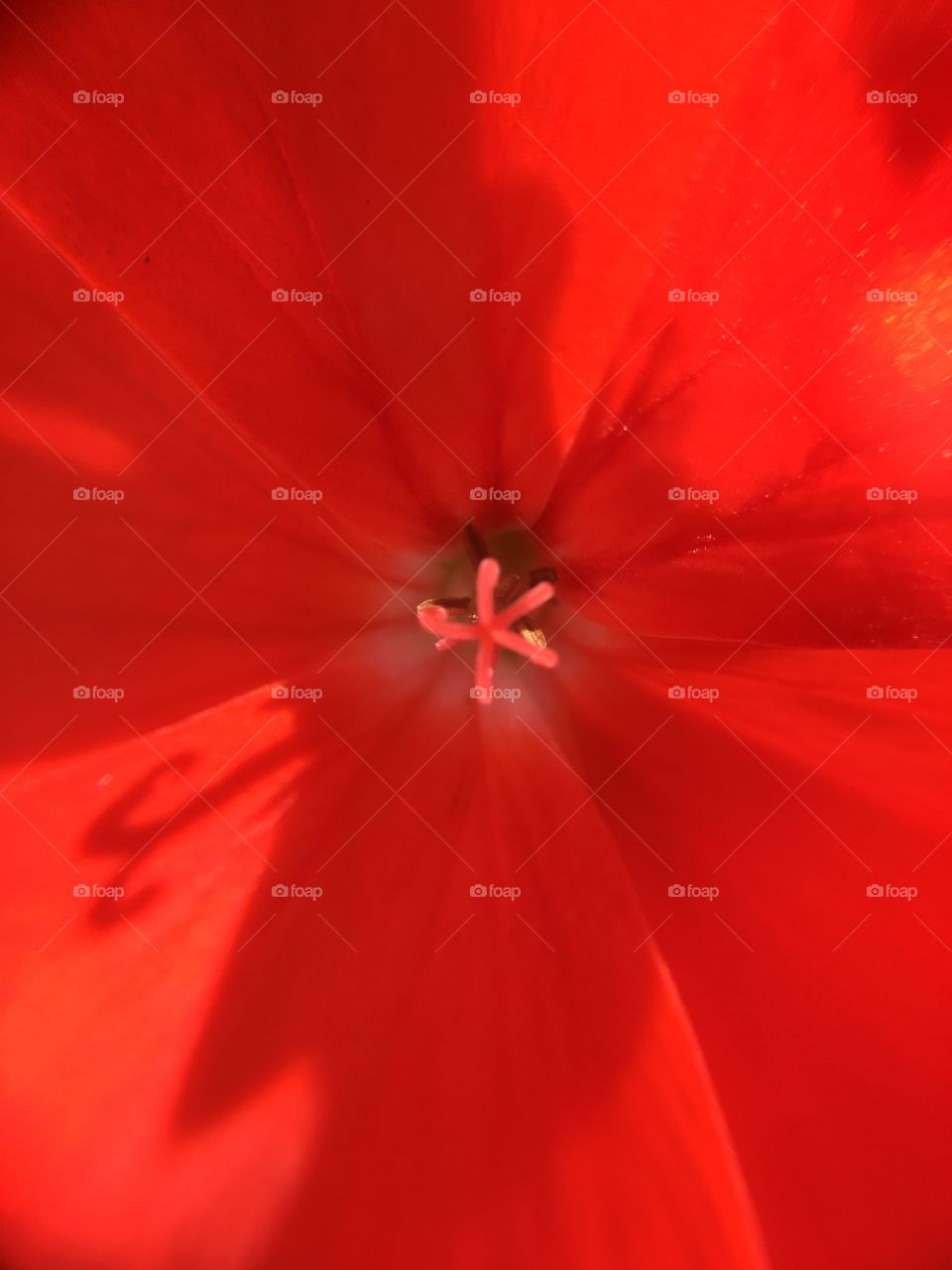 Red geranium closeup with shadow