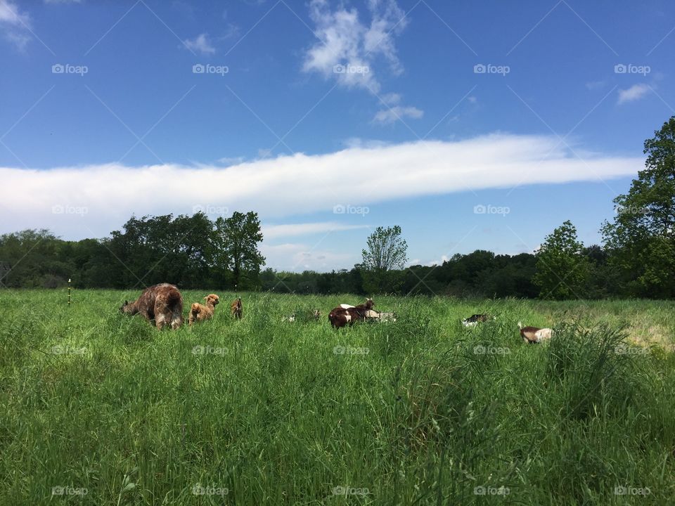 Goats out to pasture