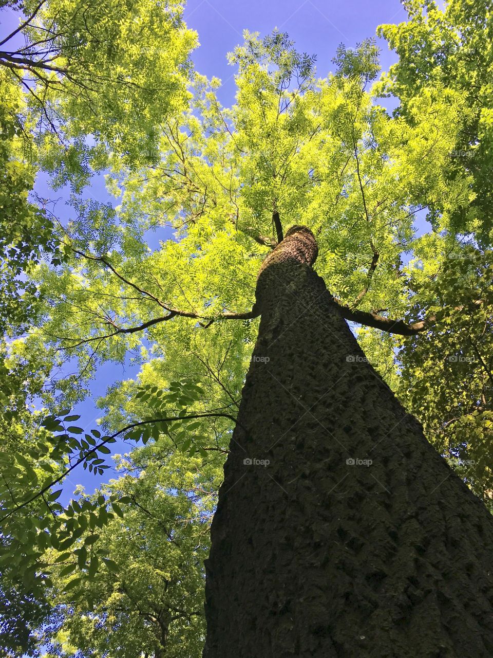 Look up