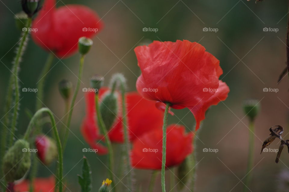 Close-up of red poppies