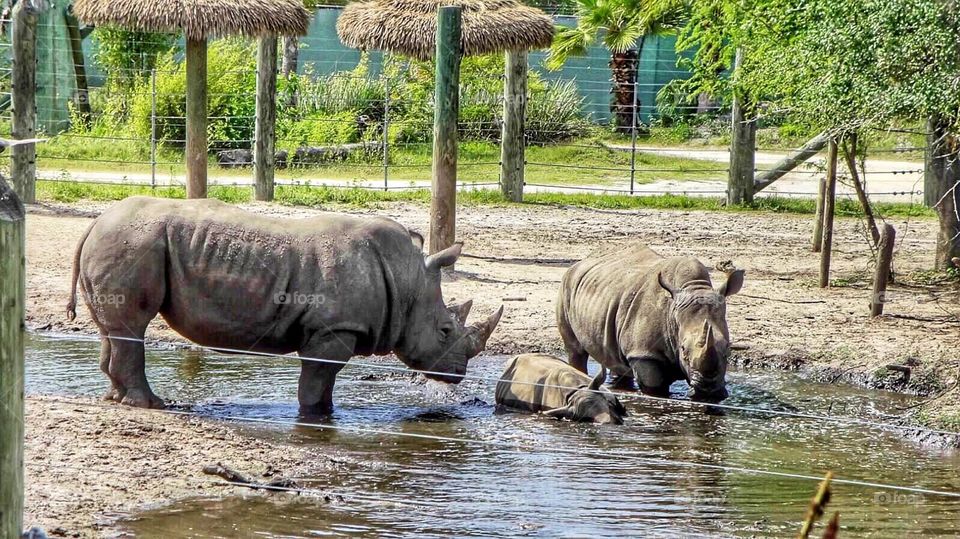 Rhino with baby 