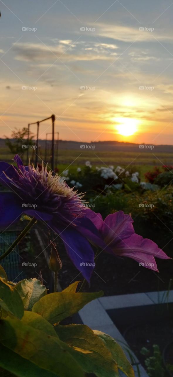 clematis sunset