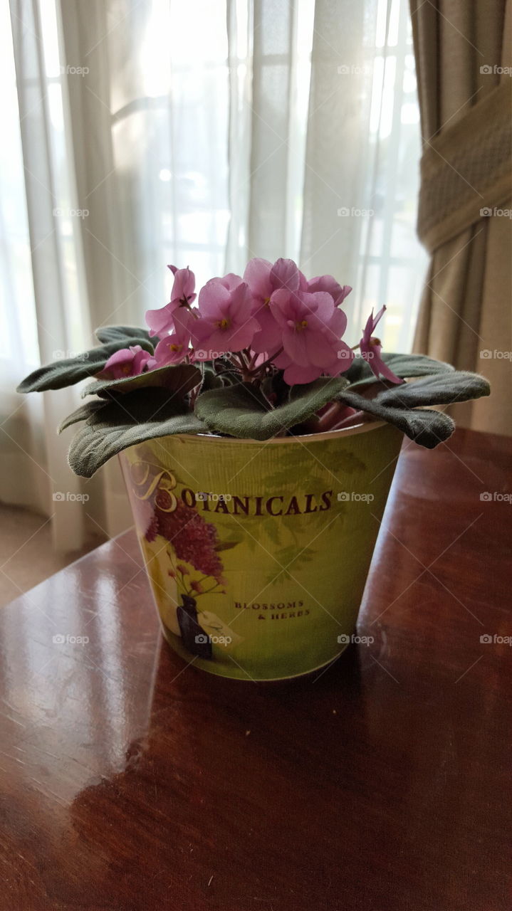 African violet. Pink African violet in window