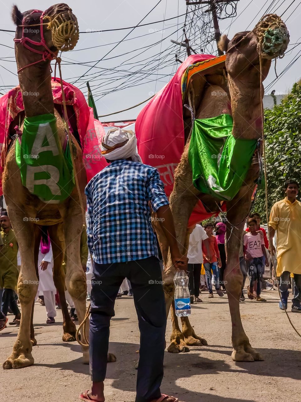 Camels in a festival with colorful clothes