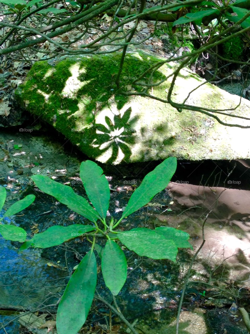 Foliage casting a shadow