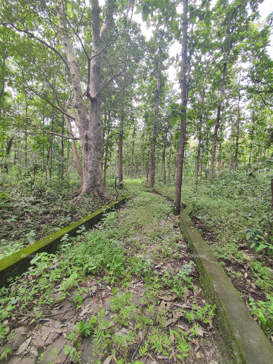 beautiful merging of path with forest