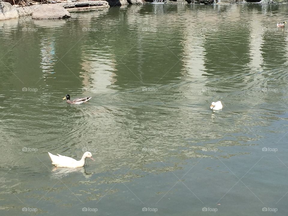 Love ducks. Love waters. They are good combinations. Ducks are cute, calm, and peaceful. 