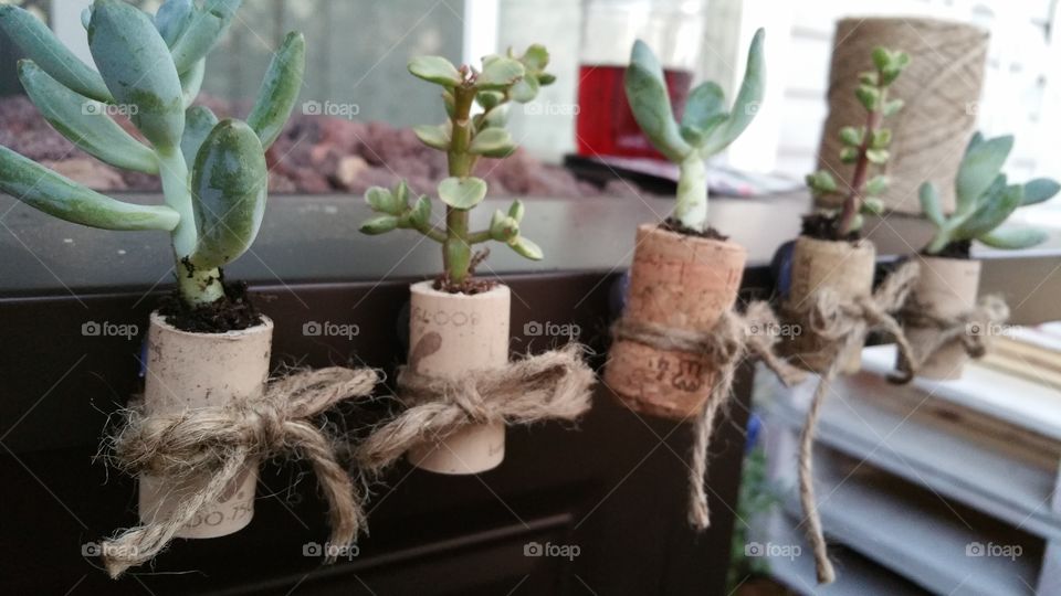 wine cork planters. home made.. by me! 