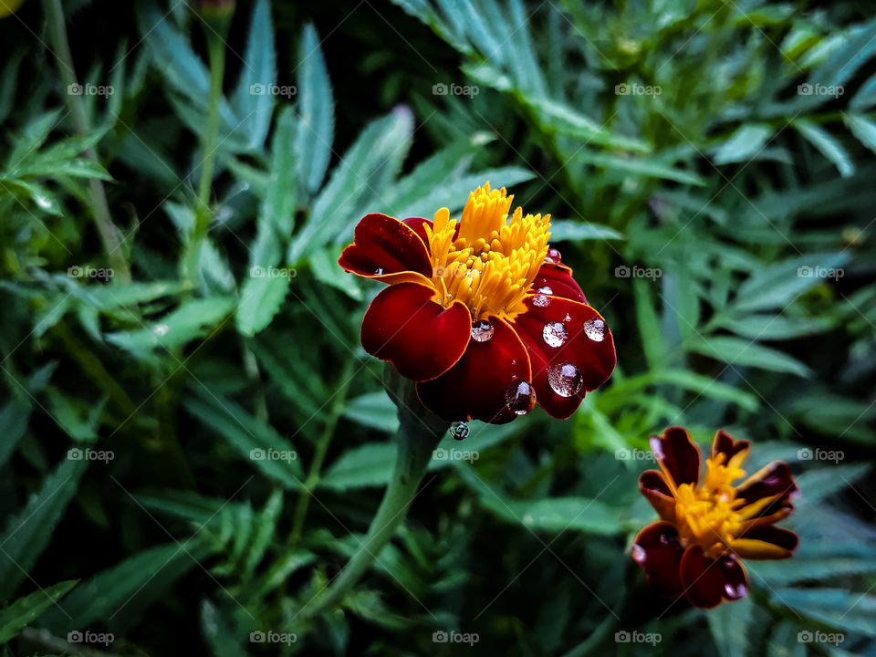 Raindrops on Marigold