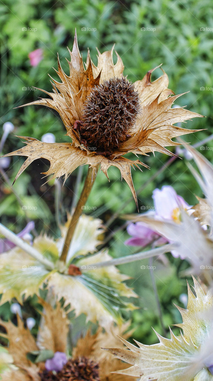 macro summer thistle uk by chris7ben