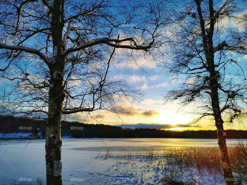 Sunset snow lake tree