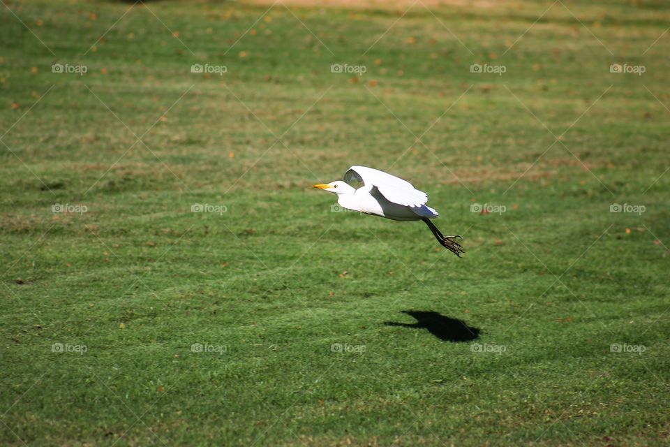 Bird, Nature, Grass, Wildlife, No Person