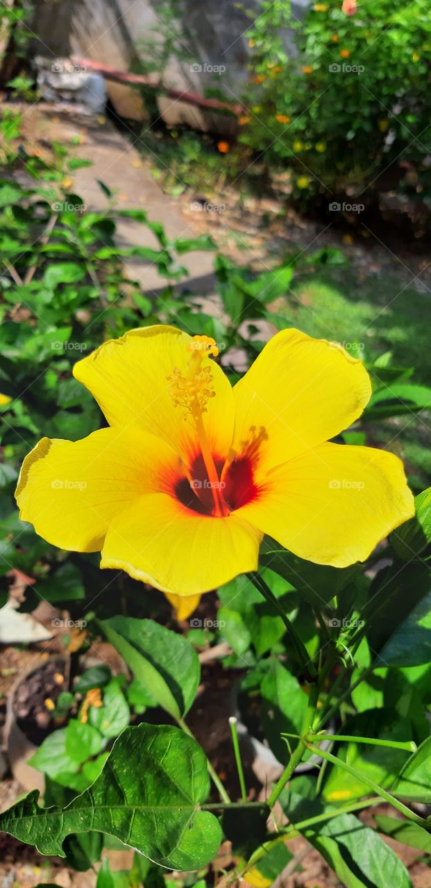 yellow gold hibiscus shinning down the sunlight its beautiful has a red at the center.