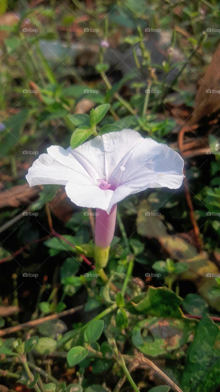 morning flower