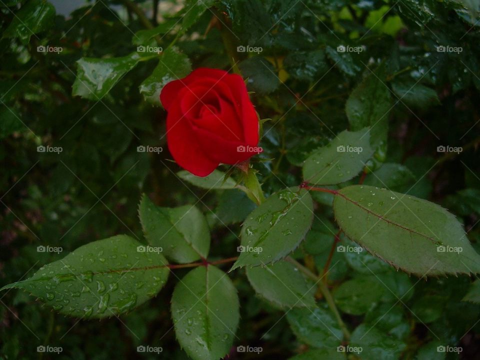 Rose in the rain