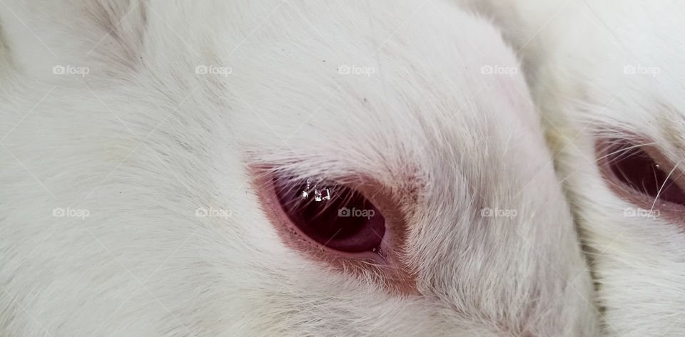 Eyes of Rabbit