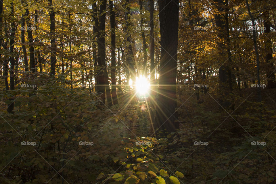 Sunrays in the forest