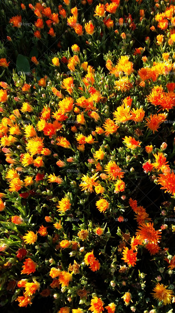 bright orange flowers on ice plant