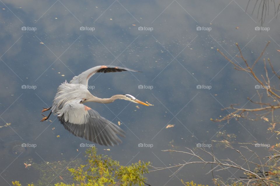 A colorful Great Blue Heron