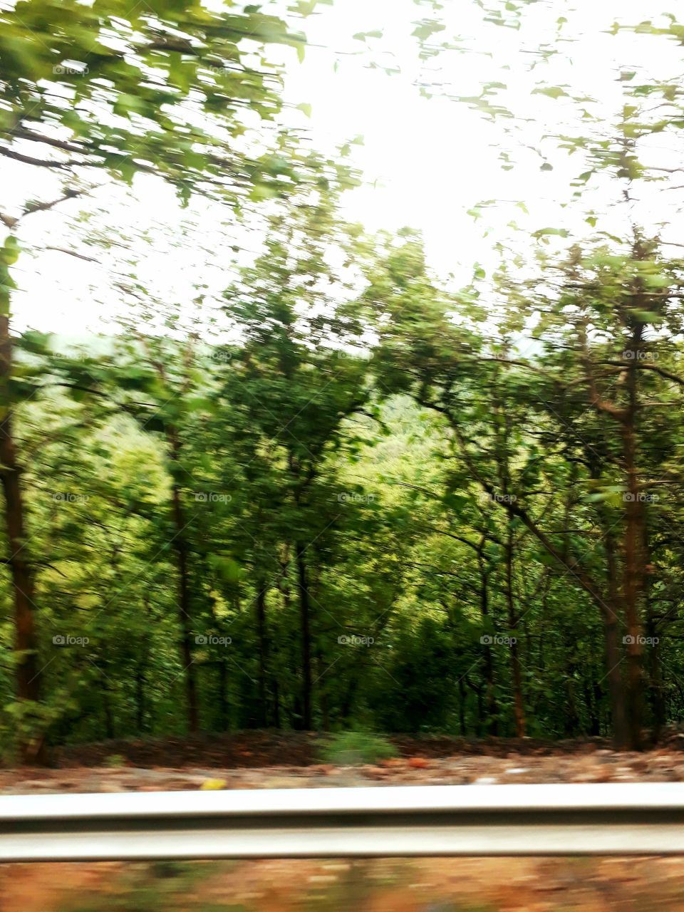 forest