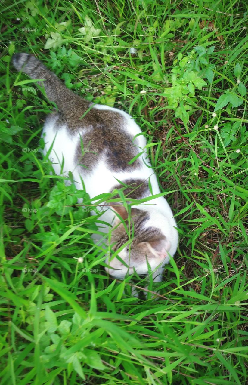 Domestic cat sniffing around in the middle of the weeds...