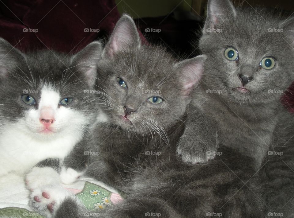 Seriously who can resist these balls of fluff. There were four but the fourth little black one was a bit of a loner. These three were inseparable. 