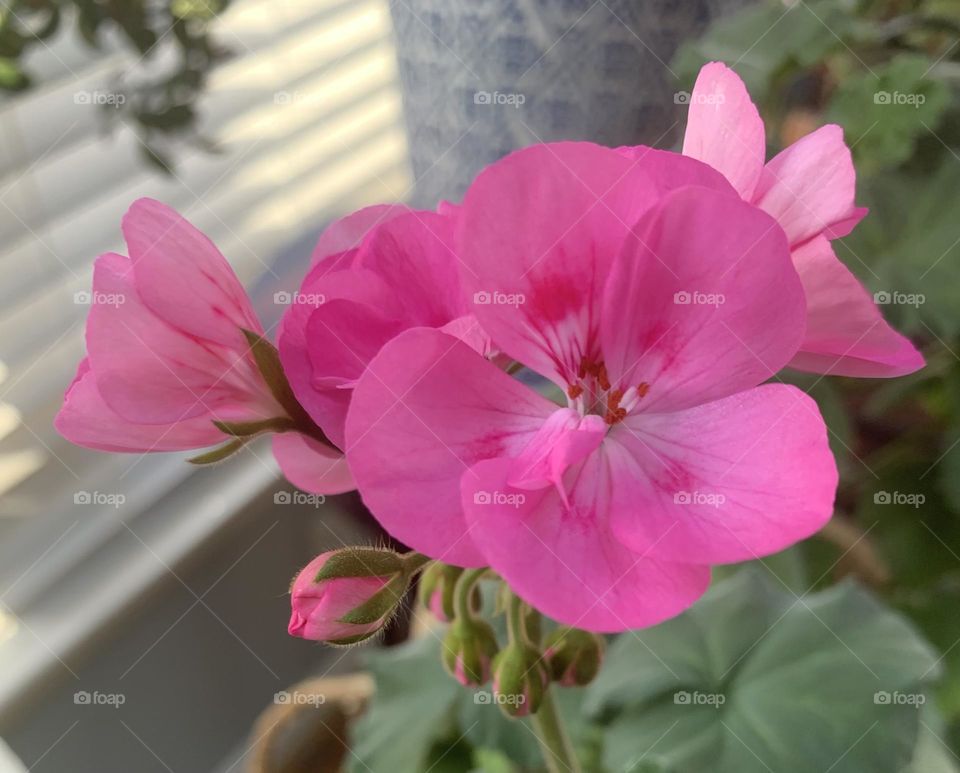 Pink blossoms 