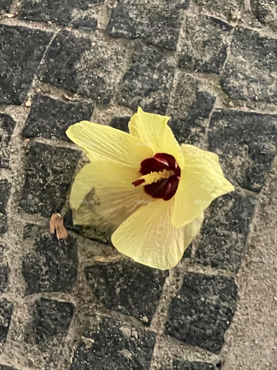 Hibisco amarelo