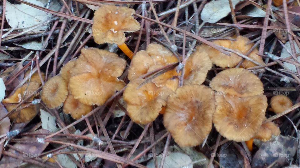 Chanterelles en tube - Corse