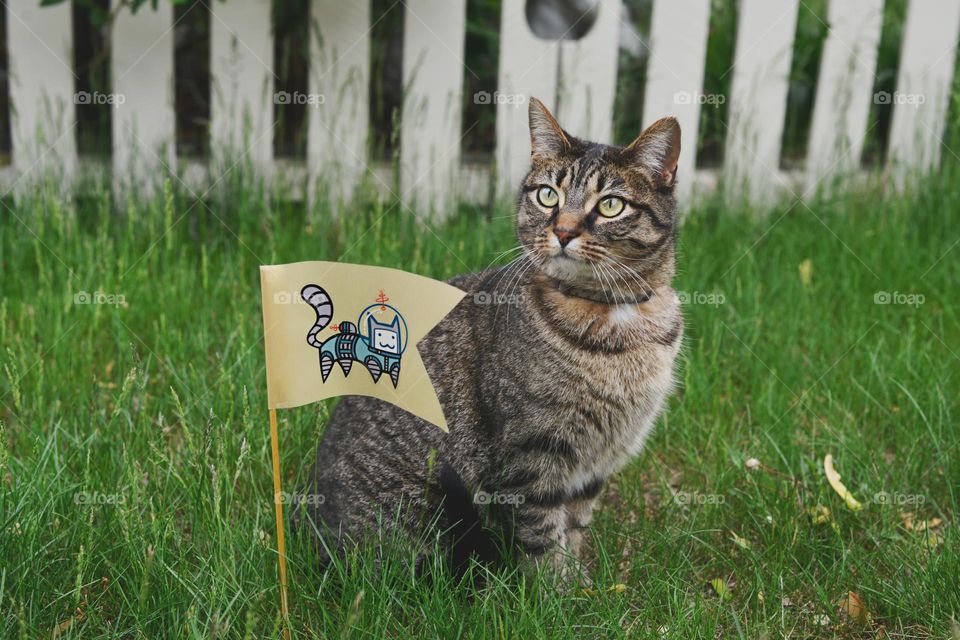 A beautiful image of domestic cat sitting on the grass and looking up with a flag beside him printed with astronaut cat in it