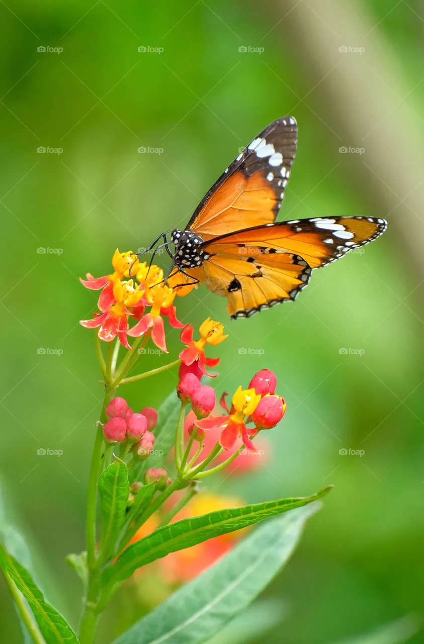 butterfly in the flower