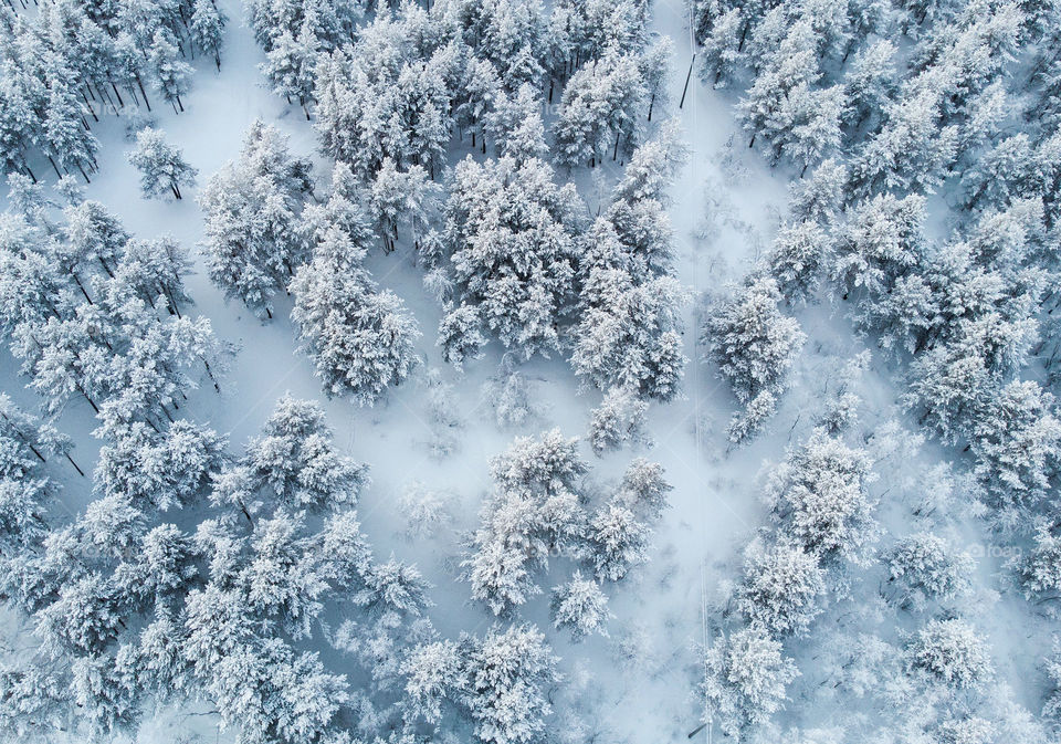 Winter forest from a height