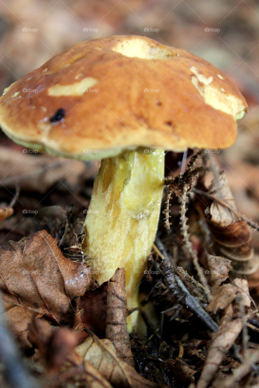 Forest fungi