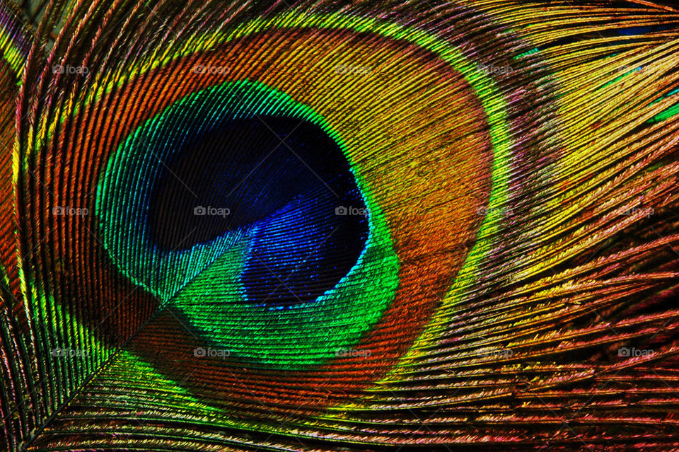bird flight feather colorful by cdnrebel1