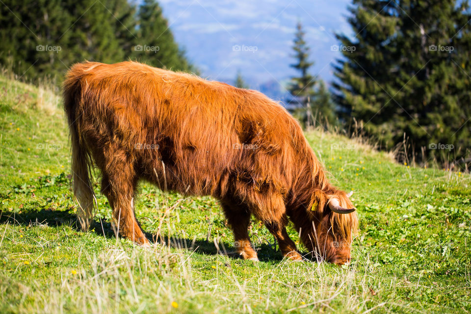 Galloway , Cow, Lenggries, Bayrischzell, Animal , Mountain 