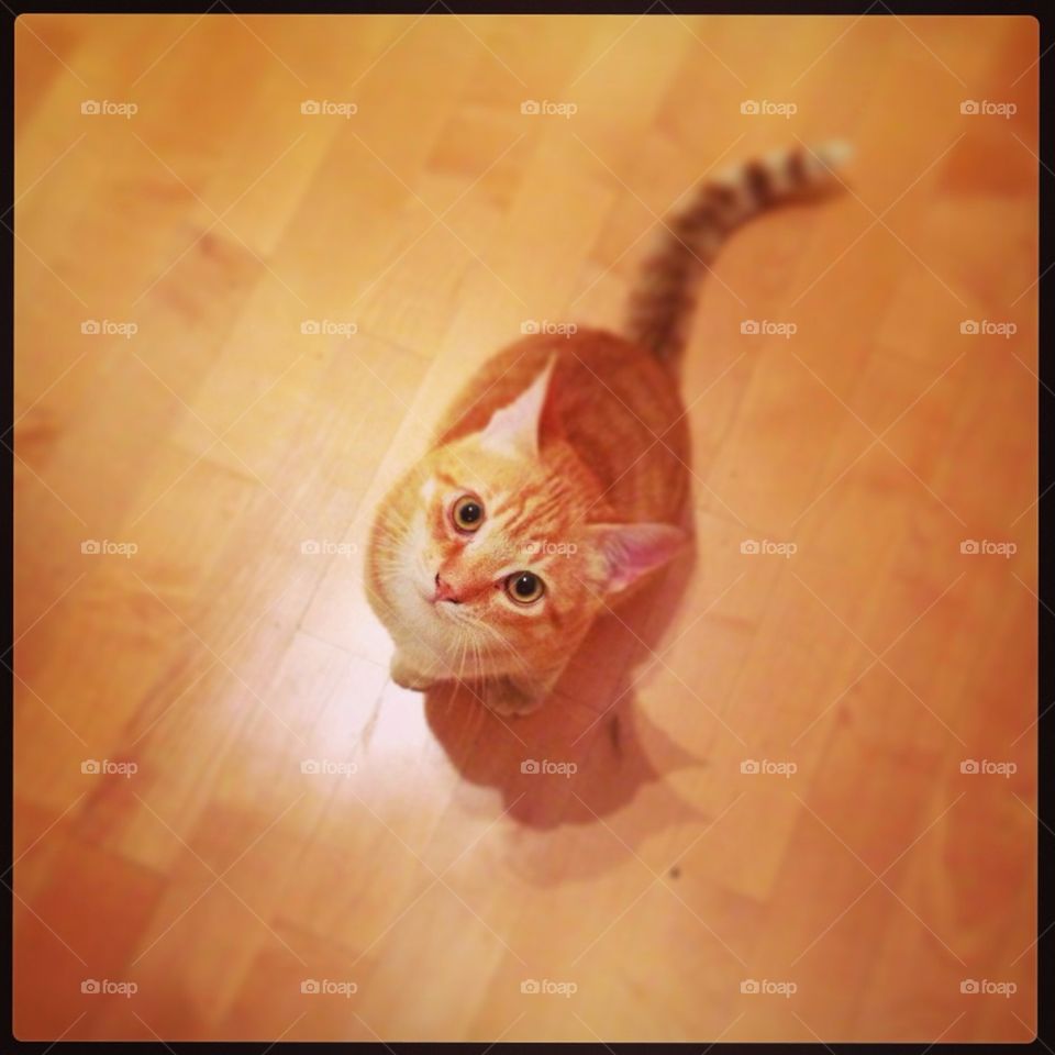 orange cat family love by babie