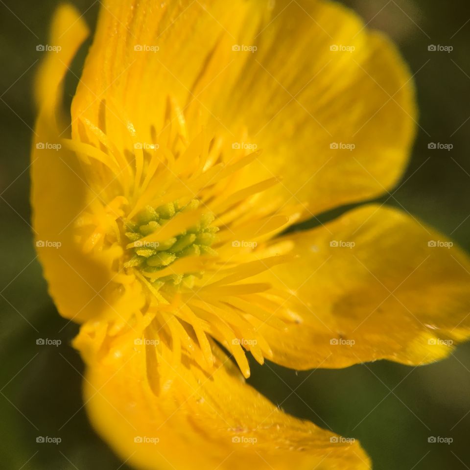 Buttercup in evening light 